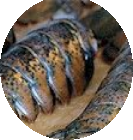 FreshLobster