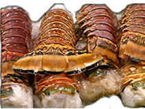 lobster